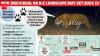 Has Buxa tiger come from Bhutan? No match with national database raises origin query