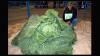 Alaska’s world-record giant cabbage could become official state veggie