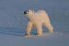 Scientists 'Surprised' to See Some Polar Bears Getting 'Fatter and Healthier' amid Ice Loss By Charlotte Phillipp