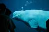 Canada Approves Export Of 30 Captive Beluga Whales To U.S. Aquariums — Which Could Include SeaWorld San Diego