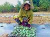 LOLC Cambodia Empowers Local Farmers Through Sustainable Financing