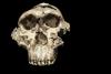 Scientists Found an Ancient Human Relative Where None Was Expected