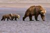 Watch a baby brown bear playfully distract mom while she digs for clams in Alaska