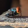 Washington Department of Agriculture issues alert on parasitic fly risk for traveling pets