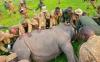 White Rhinos bring new life to West Nile tourism