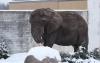 Animals at Tallinn Zoo making the most of harsh winter weather