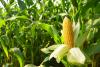 General Mills partners with Euralis to accelerate regenerative agriculture in sweetcorn production