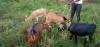 Five thieves arrested in Tonj South for stealing 57 goats from Ambororo