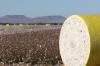 US Upland cotton exports down 51%, Pima rises: USDA