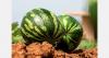 Slight upward trend for Greek watermelon plantings through May