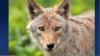 Coyote mating season is here: Iowa police department warns pet owners