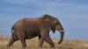 A Plan to Save Elephants Sparked a Deadly Conflict
