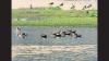 Conserving wetlands to nurture nature, society