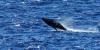 30 years and counting: Community science helps track humpback whales across Hawaiʻi