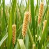 Sorghum Genotypes Show Anthracnose Resistance in Ethiopia