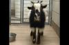 Speedy goat on the lam in Idaho Falls has been captured