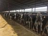 Idaho Dairy Well Positioned For The Year Ahead