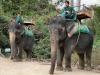 Animal welfare: Indonesia becomes the first Asian country to completely ban elephant rides