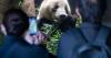 Last of Japan’s pandas leave for China as ties fray