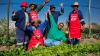Food gardens feed learning and hope across Mzansi