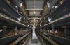 3 Million Hens, One Building: The High-Tech “Egg City” Redefining Industrial Farming