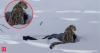 Tourist skier mauled after approaching snow leopard for photos in northwest China