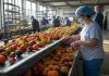 Azerbaijan’s agricultural exports gain momentum as non-oil trade expands