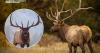 Colorado's wildlife community mourns the loss of the famous elk Split 5, an Estes Park icon