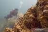 Indonesia tightens cruise ship oversight to protect coral reefs
