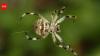 This tiny Madagascar spider spins silk 10 times stronger than steel and scientists are stunned