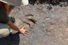 Youngest dinosaur tracks ever discovered on South African coastline