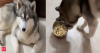 Husky's desi tantrums go viral: Dog refuses to eat food without ghee; netizens say 'Yeh pakka Punjabi tha pichle janam'