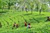 Assam: TAI welcomes Union Budget, hails focus on agriculture, tea work...