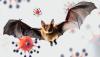 Scientist discovers new 'bat virus' infecting humans; but that's not 'Nipah'