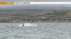 Falklands Conservation Whale Project Comments On Whale Sighting In Stanley Harbour