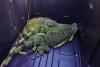 ‘Frozen’ iguanas everywhere: Florida roads, sidewalks, yards