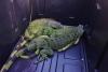 Hundreds of ‘frozen’ iguanas collected by South Florida residents after record cold snap