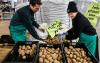 German farmers hand out free potatoes amid record glut