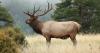 Elk Education: Inside FWP's high-tech Sanders County wildlife study