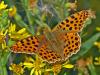 A third of Israel’s butterfly species threatened, with three already extinct
