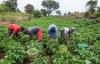 Empowering Youth  Through Agriculture 