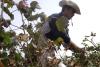 Agriculture minister criticizes forced cotton planting