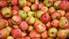 Czech Apples Rank Among Europe’s Most Contaminated, Tests Show