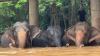 Elephant Kills Tourist At Thai National Park, Third Victim Trampled To Death By Same Animal