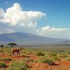 Evaluating Wildlife Risks and Land Changes in Ethiopia