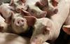Estonia plans to create smaller pig farms to reduce swine fever outbreak risks