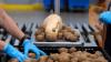 Europe has a potato problem, Germany is handing it out for free