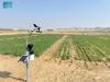 Experimental farm in Al-Lith explores future of Saudi agriculture