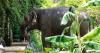 Elephant kills tourist in Thailand, 3rd fatality linked to same animal