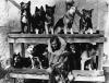 Deseret News archives: 100 years ago, sled dogs arrived in Nome, Alaska, with lifesaving medicine
